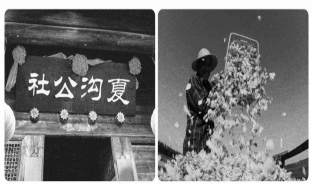 【玫瑰史话】平阴玫瑰产业发展大事记