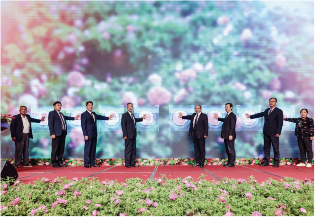 【玫瑰史话】平阴玫瑰产业发展大事记