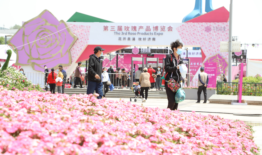 【玫瑰史话】平阴玫瑰产业发展大事记