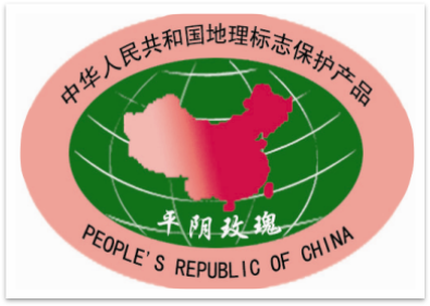 【玫瑰史话】平阴玫瑰产业发展大事记