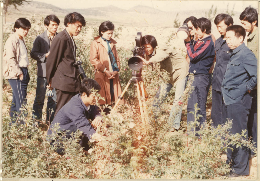 【玫瑰史话】平阴玫瑰产业发展大事记