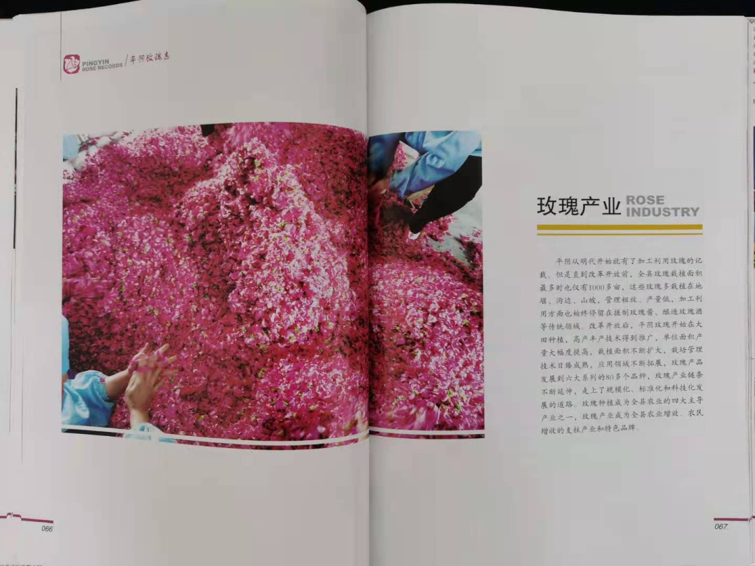 【玫瑰史话】平阴玫瑰产业发展大事记