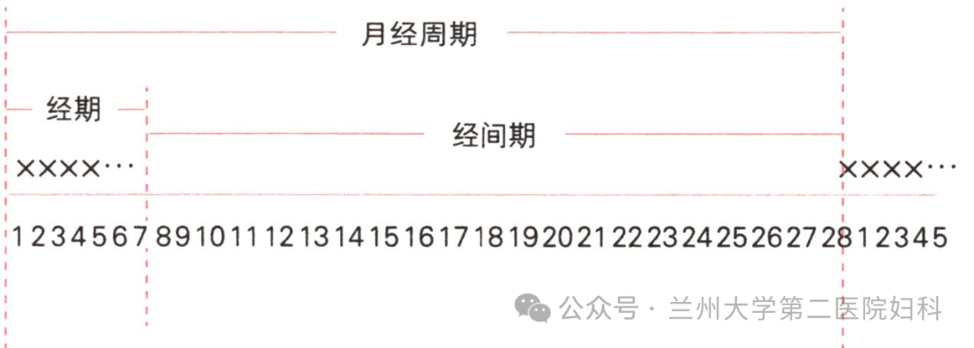 例假周期怎么算？月经那些事，女性必知的健康常识全解析