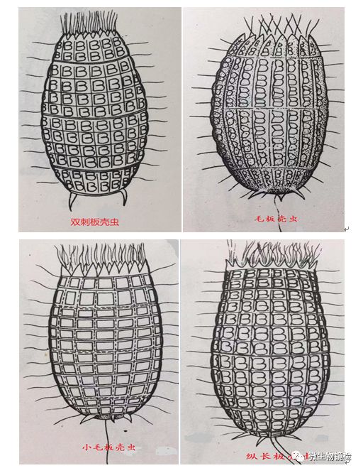 裸口目之板壳虫属 微生物镜检 微信公众号文章阅读 Wemp