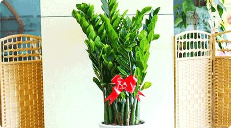 招财植物这么摆，财气盈门，好运挡不住！