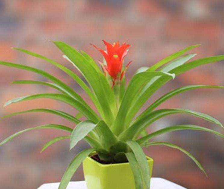 家里最旺财的十种花(客厅摆放什么绿植最好) - 123植物网