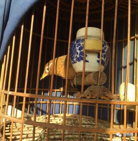 一只优等画眉鸟的各项鉴别标准