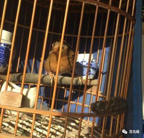 一只优等画眉鸟的各项鉴别标准