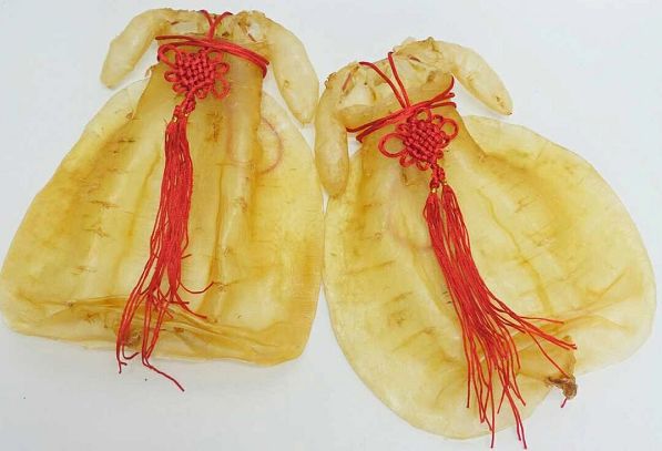 不同人群怎么吃鱼胶最有效？一起来学学！