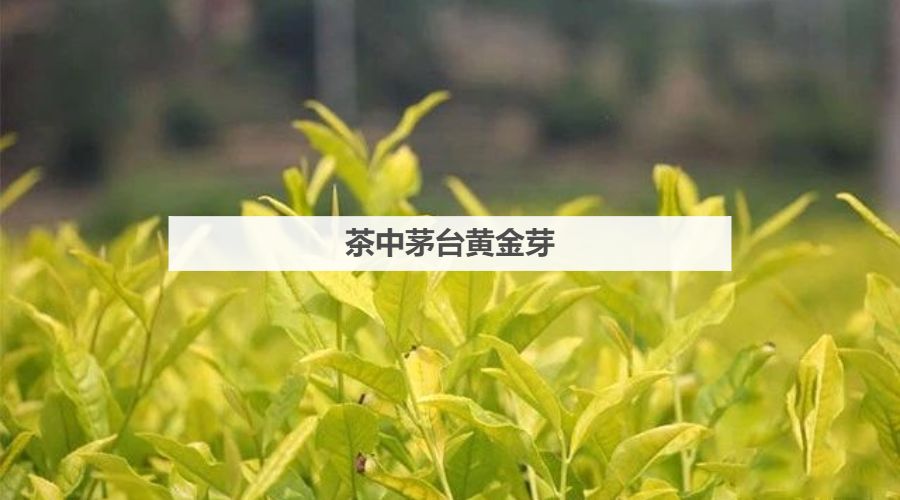 茶中茅台黄金芽，一两黄金一两茶！当之无愧的茶中新贵！