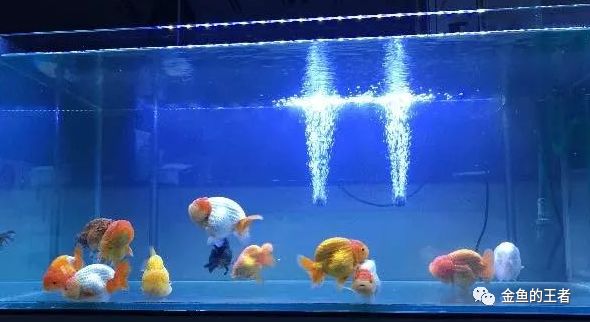 养鱼先养水 说起来容易 做起来却不易 金鱼的王者 微信公众号文章阅读 Wemp