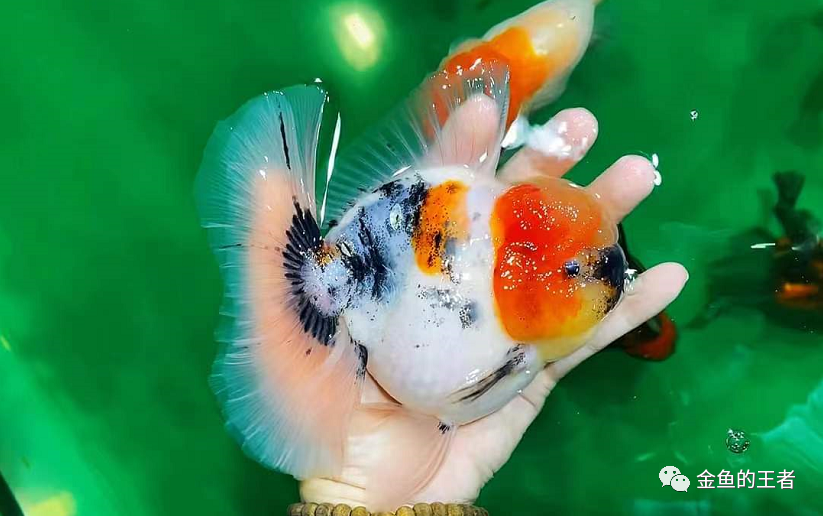 杀菌灯对鱼的伤害_杀菌灯能治疗鱼病吗_杀菌灯能不能和鱼一起用