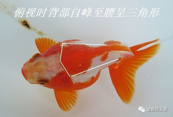 买鱼经验心得_买鱼经验心得_买鱼经验心得