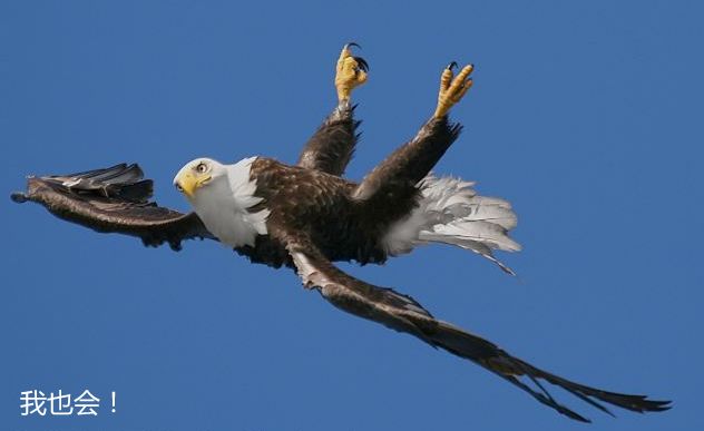 倒置飞行的鹰