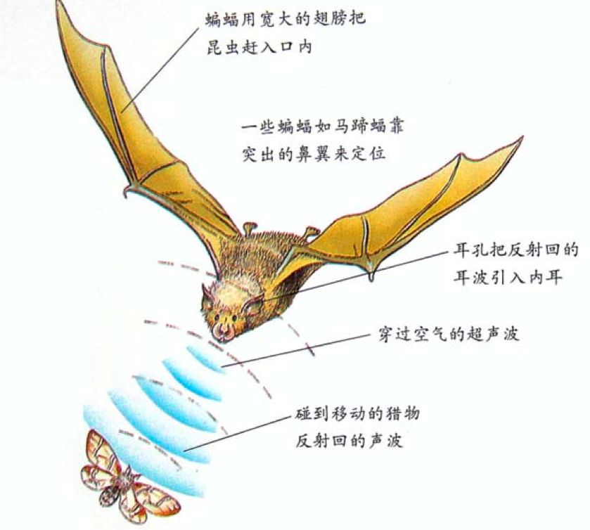 蝙蝠声纳