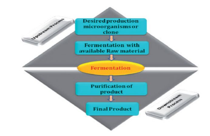  图1：常规蛋白制造流程