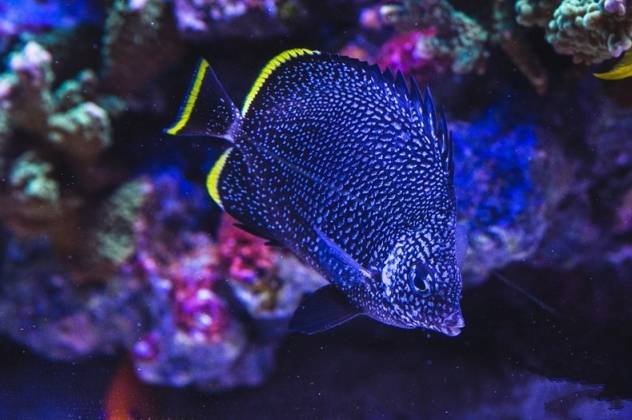 土豪都不一定hold住的海缸