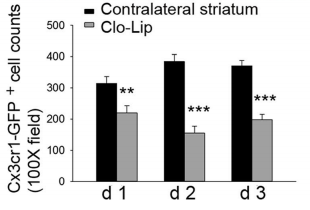 氯膦酸二鈉脂質(zhì)體Clodronate Liposomes·清除腦巨噬細(xì)胞解決方案