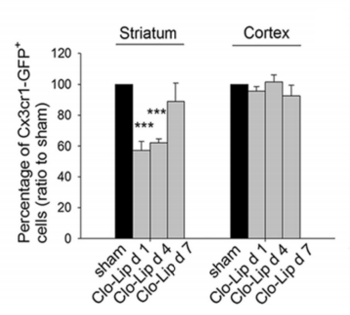 氯膦酸二鈉脂質(zhì)體Clodronate Liposomes·清除腦巨噬細(xì)胞解決方案