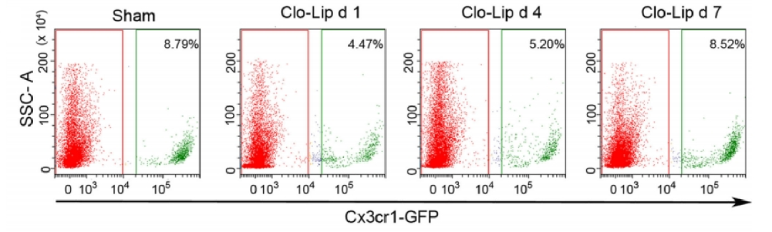 氯膦酸二鈉脂質(zhì)體Clodronate Liposomes·清除腦巨噬細(xì)胞解決方案