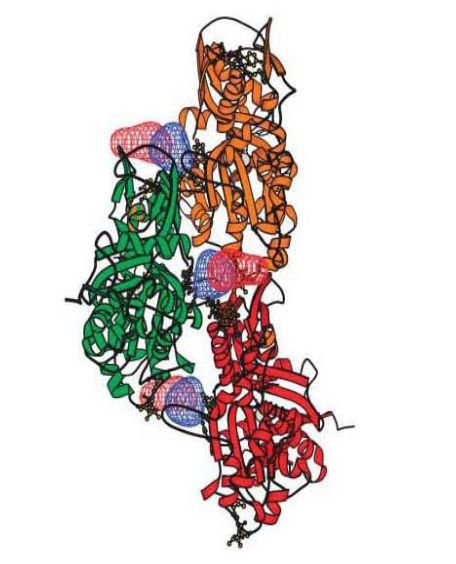 Actin肌动蛋白，肌动蛋白（actin）