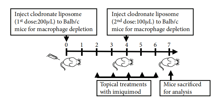 氯膦酸鹽脂質體Clodronateliposomes清除皮膚巨細胞解決方案文獻參考一
