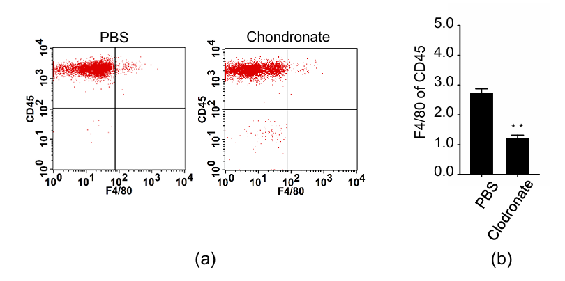 氯膦酸鹽脂質體Clodronateliposomes清除皮膚巨細胞解決方案文獻參考一
