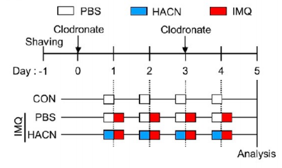 氯膦酸鹽脂質(zhì)體Clodronateliposomes清除皮膚巨細(xì)胞解決方案文獻(xiàn)參考二
