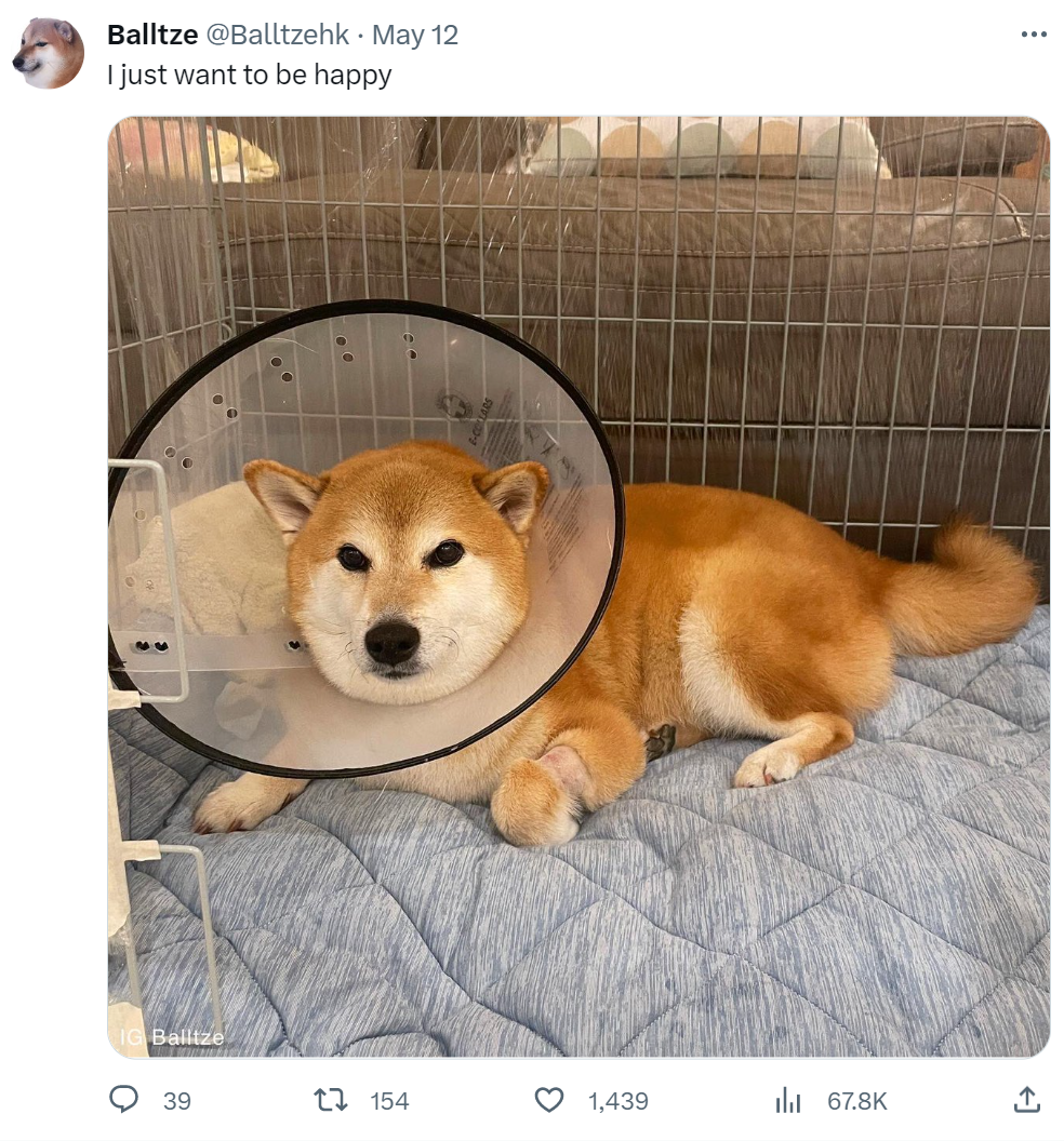 双语新闻：网红小狗Cheems去世，网友：我的表情包还是离开了我- 手机版- Powered by Discuz!