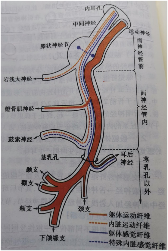 面神经管解剖图片