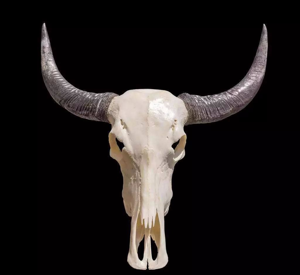 风水小知识 动物头骨大不吉 奇异先生 微信公众号文章阅读 Wemp