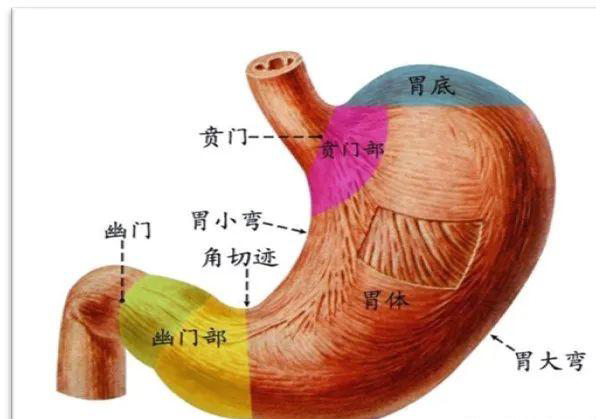 洗胃去什么科【五院·科普】常见急救知识——洗胃术_https://www.jmylbn.com_新闻资讯_第3张