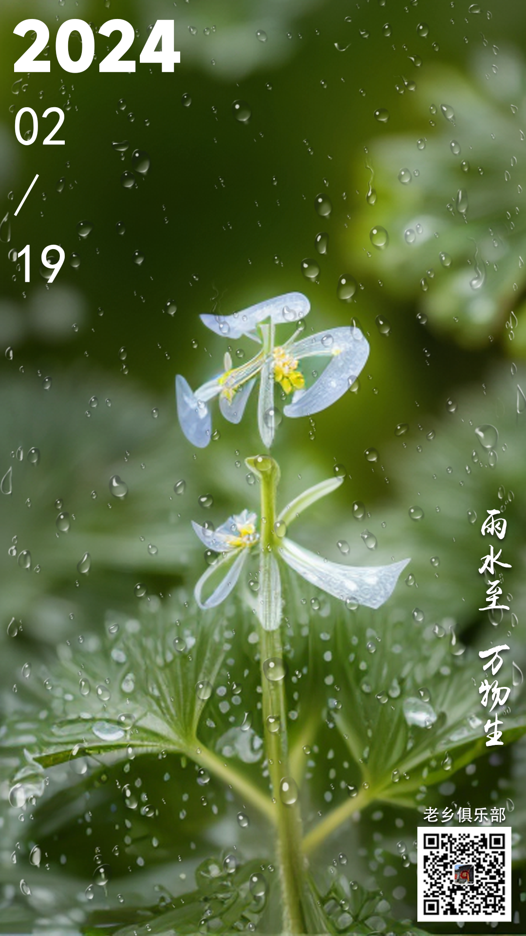 雨水节气代表花图片