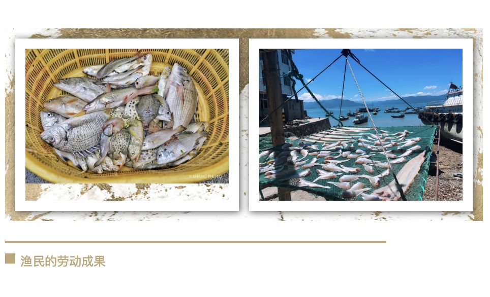 渔民的劳动成果.png