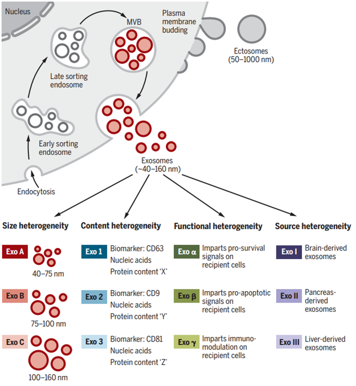 植物外泌体VS动物外泌体