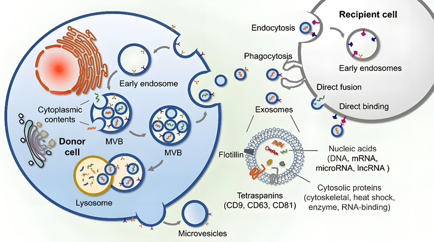 小身材，大作用——外泌体与神经退行性疾病