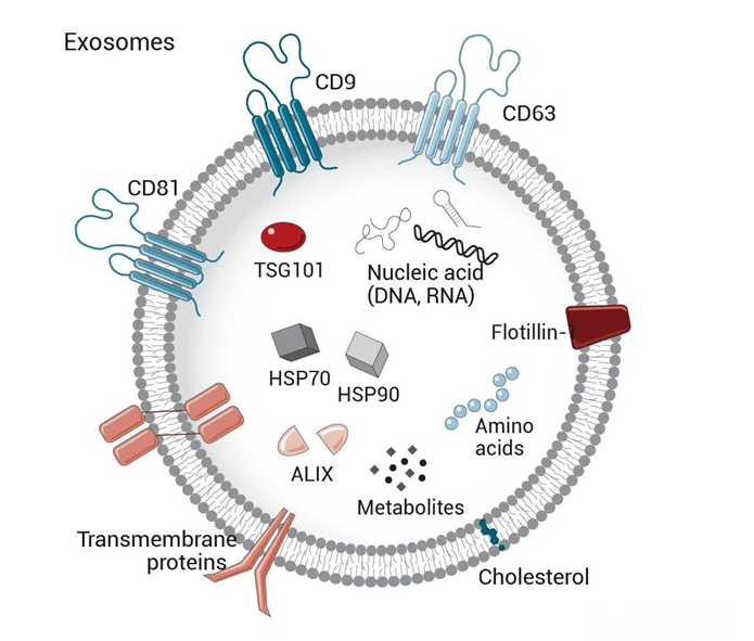 小身材，大作用——外泌体与神经退行性疾病