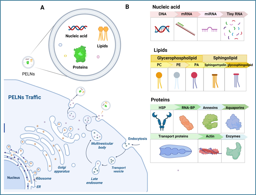【文献速递】植物来源的类外泌体纳米囊泡的研究进展与展望