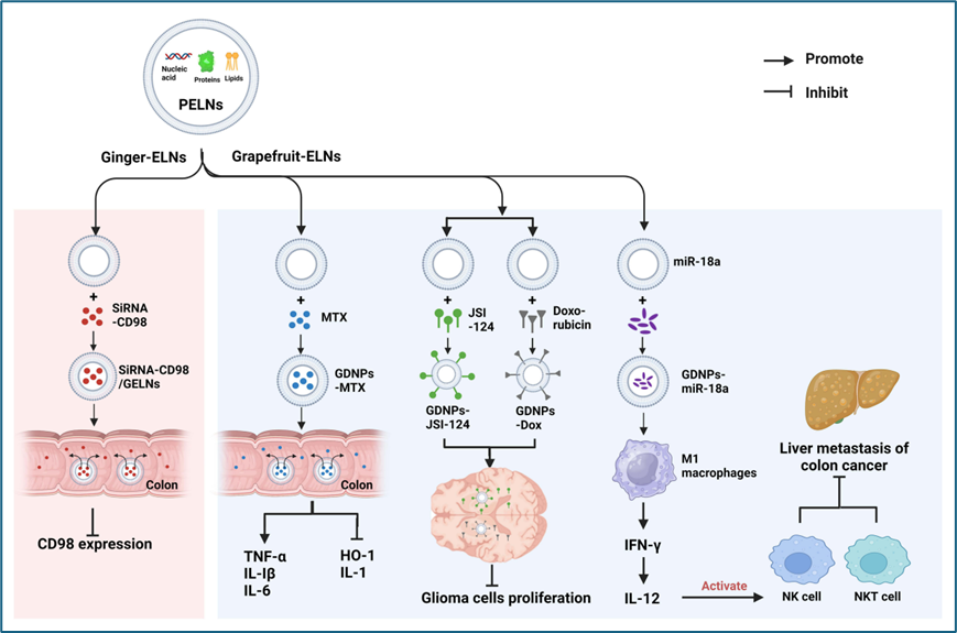 【文献速递】植物来源的类外泌体纳米囊泡的研究进展与展望