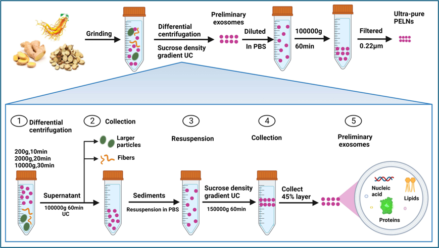 【文献速递】植物来源的类外泌体纳米囊泡的研究进展与展望