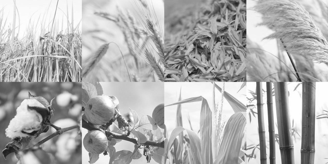 甲醛再度出山 板材江湖风起云涌