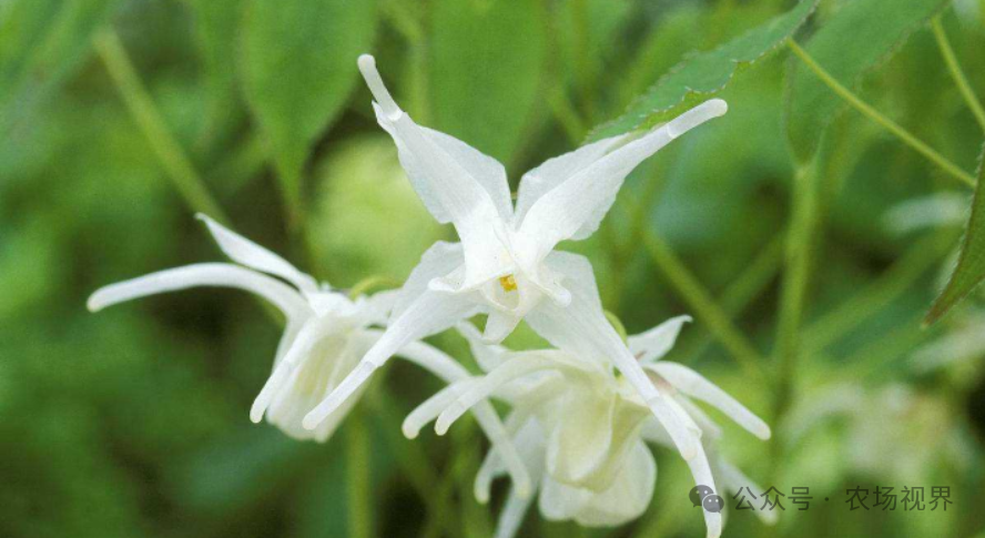 种植参考：亩产600公斤，公斤价120元，补肾阳，强筋骨的中药材种一次收6年，适宜林下种植