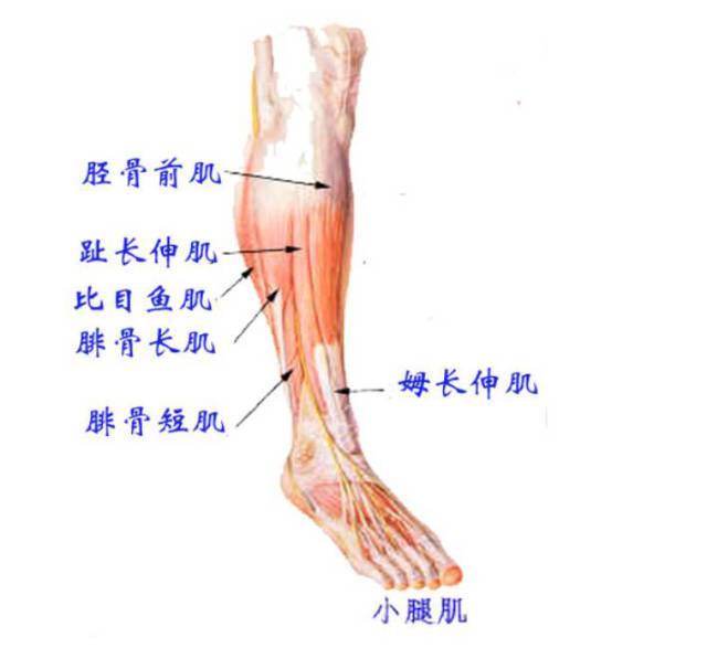 胫骨后肌做内旋动作肌腹不容易发生疼痛,肌腱疼痛常见三个点