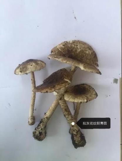 石屏野生菌受青睐吃菌指南请速速查收