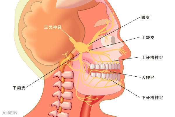 脑神经丨面神经和三叉神经_医学界-助力医生临床决策和职业成长