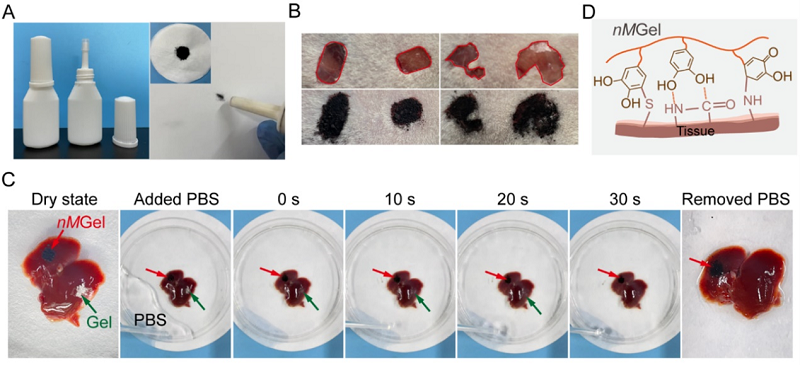 止血微球怎么用【复材资讯】喷涂式水凝胶微球通过止血和抗氧化预防术后组织粘连的发生_https://www.jmylbn.com_新闻资讯_第2张