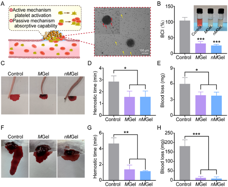止血微球怎么用【复材资讯】喷涂式水凝胶微球通过止血和抗氧化预防术后组织粘连的发生_https://www.jmylbn.com_新闻资讯_第4张