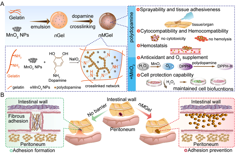止血微球怎么用【复材资讯】喷涂式水凝胶微球通过止血和抗氧化预防术后组织粘连的发生_https://www.jmylbn.com_新闻资讯_第1张