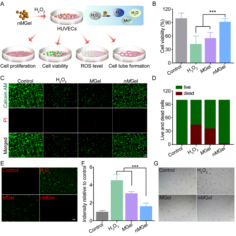 止血微球怎么用【复材资讯】喷涂式水凝胶微球通过止血和抗氧化预防术后组织粘连的发生_https://www.jmylbn.com_新闻资讯_第3张