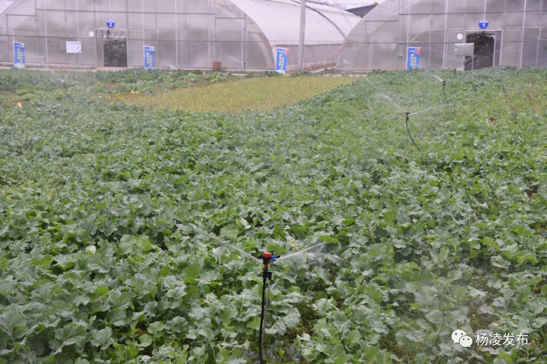 一部手機調控300畝園子水肥！中以合作做到農業智慧化 科技 第11張